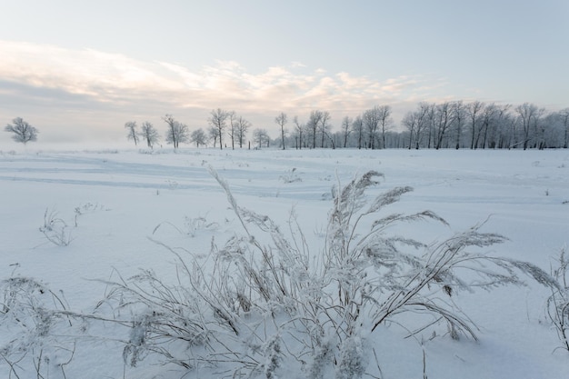 Paisagem de inverno, árvores congeladas, vista de neve, lindo inverno