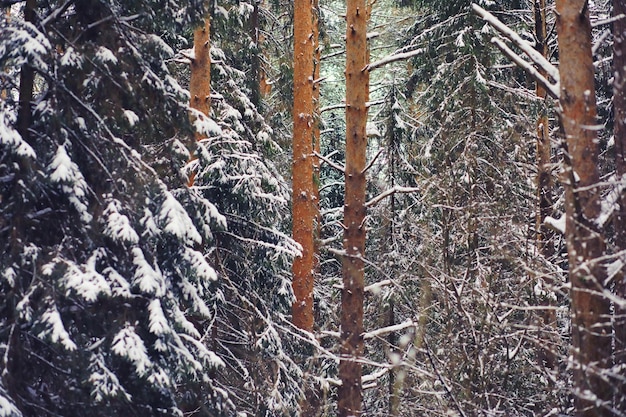 Paisagem de inverno. Beleza de conto de fadas de ruas cobertas de neve. Queda de neve e resfriamento em áreas turísticas.