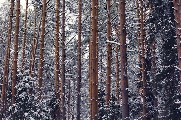 Paisagem de inverno Beleza de conto de fadas de ruas cobertas de neve Queda de neve e resfriamento em áreas turísticas