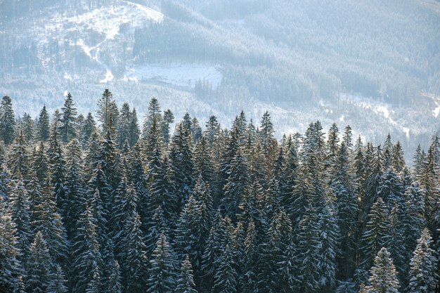 Paisagem de inverno brilhante com pinheiros cobertos de neve fresca caída na floresta de montanha em um dia frio de inverno.