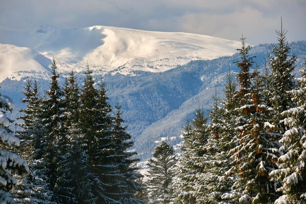 Paisagem de inverno brilhante com pinheiros cobertos de neve fresca caída na floresta de montanha em um dia frio de inverno.