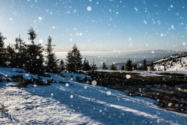 Paisagem de inverno com abetos flocos de neve