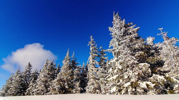 Paisagem de inverno com altos abetos e neve nas montanhas