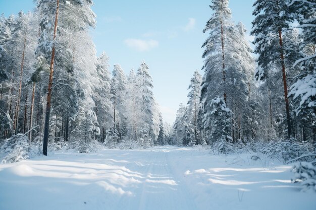 Paisagem de inverno com árvores cobertas de neve na floresta de fundo de Natal