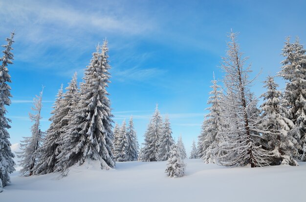 Paisagem de inverno com árvores cobertas de neve