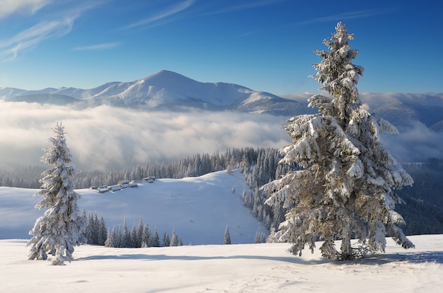 Paisagem de inverno com árvores cobertas de neve