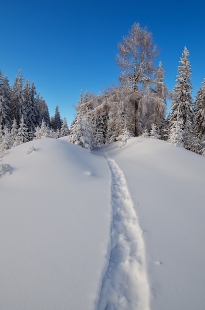 Paisagem de inverno com árvores cobertas de neve