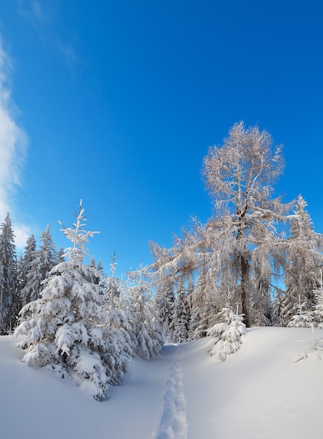 Paisagem de inverno com árvores cobertas de neve