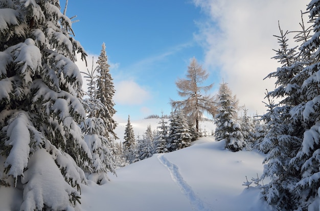 Paisagem de inverno com árvores cobertas de neve