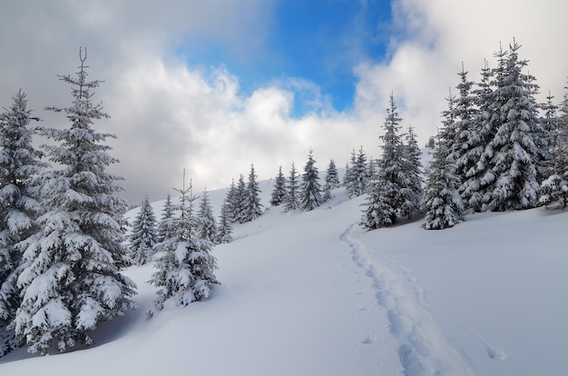 Paisagem de inverno com árvores cobertas de neve