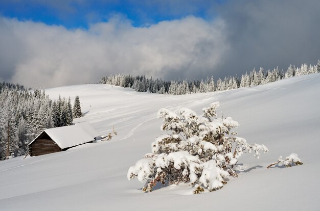 Paisagem de inverno com árvores cobertas de neve