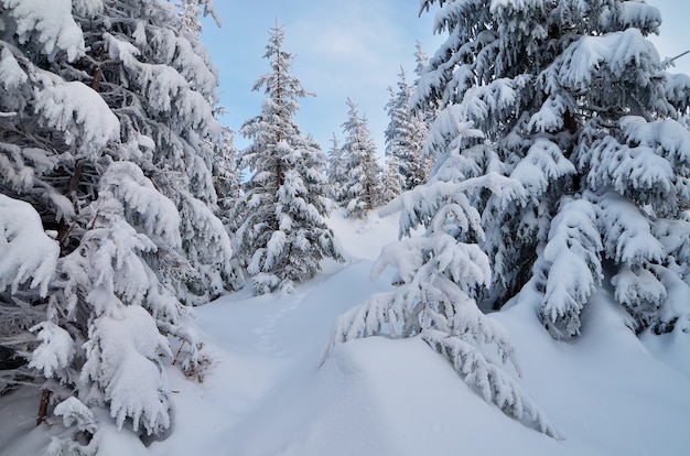 Paisagem de inverno com árvores cobertas de neve