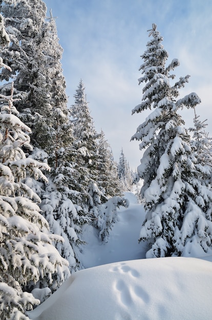 Paisagem de inverno com árvores cobertas de neve