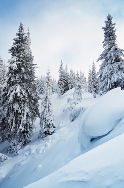 Paisagem de inverno com árvores cobertas de neve