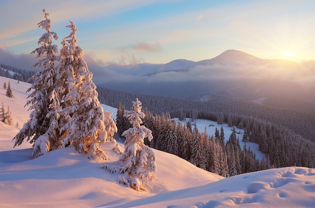 Paisagem de inverno com árvores cobertas de neve