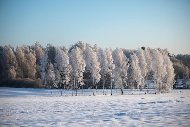 Paisagem de inverno com árvores congeladas e lindo céu azul