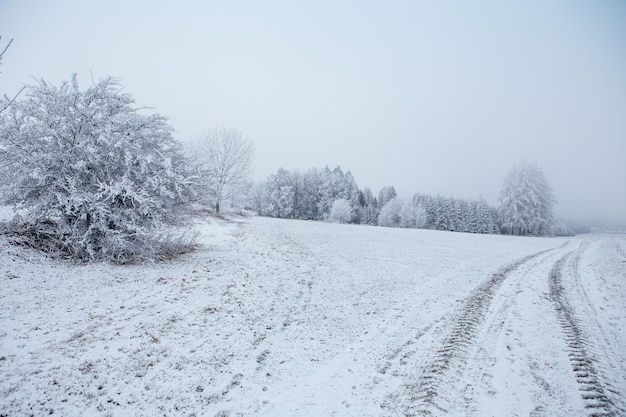 Paisagem de inverno com árvores congeladas em campo e céu azul