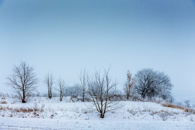 Paisagem de inverno com árvores e céu azul com tempo nublado_