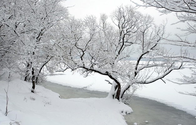 Paisagem de inverno com árvores nevadas à beira do rio correndo sob gelo no dia sombrio de inverno
