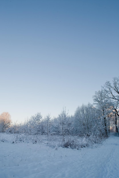 paisagem de inverno com belas árvores de neve brancas e um céu azul sem nuvens