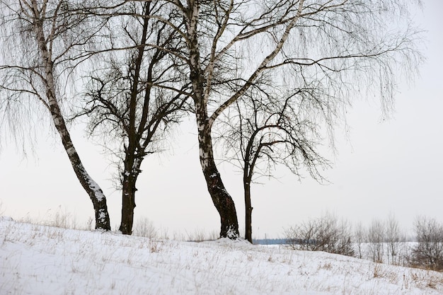 Paisagem de inverno com bétulas