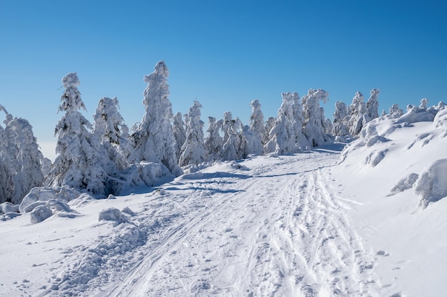 Paisagem de inverno com caminho e árvores sob a neve Cenário de inverno