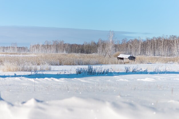 Paisagem de inverno com campo coberto de neve e grama do céu azul com neve geada brilha ao sol