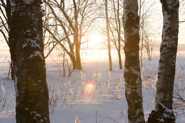 Foto paisagem de inverno com dia ensolarado gelado