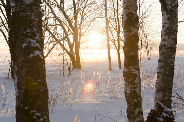 Paisagem de inverno com dia ensolarado gelado