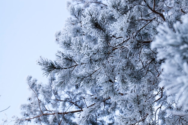 Paisagem de inverno com diferentes tipos de árvores cobertas de neve branca e geada no inverno, um dia gelado após uma nevasca