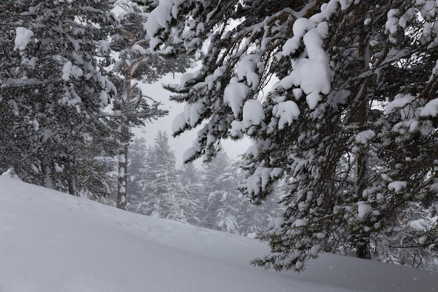 Paisagem de inverno com floresta de abetos completamente coberta de neve