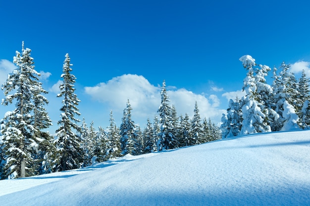 Paisagem de inverno com floresta de abetos e neve (topo de Papageno bahn - Filzmoos, Áustria)