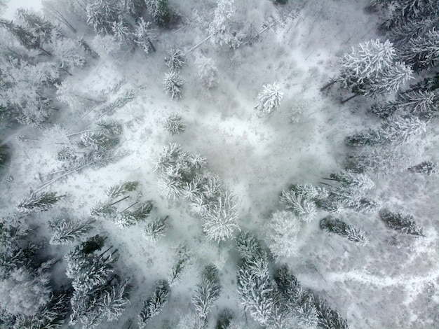 Paisagem de inverno com floresta de coníferas coberta de neve branca e vista aérea de árvores perenes no topo da neve