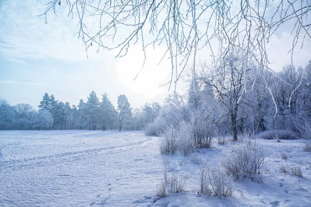 Paisagem de inverno com galhos de árvores cheias de neve e céu colorido