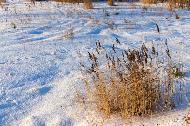 Paisagem de inverno com neve e rastros em um monte de neve, junco velho e junco