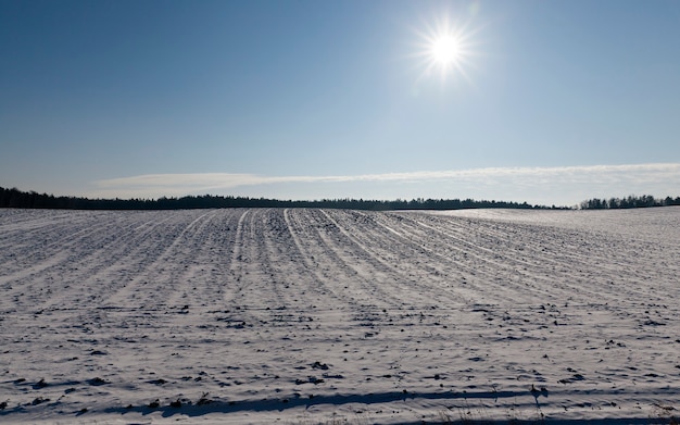 Paisagem de inverno com o sol no céu, mas as flores do campo agrícola