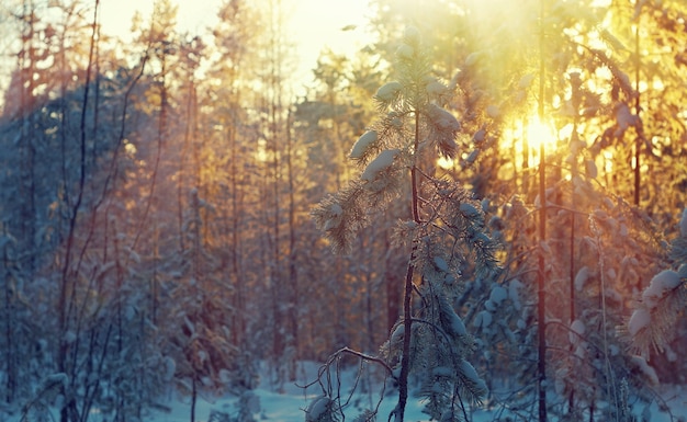 Paisagem de inverno com pinhal e pôr do sol