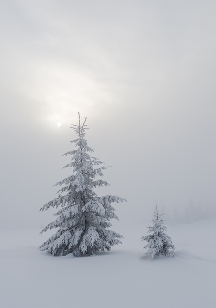 Paisagem de inverno com pinheiros cobertos de neve e nevoeiro
