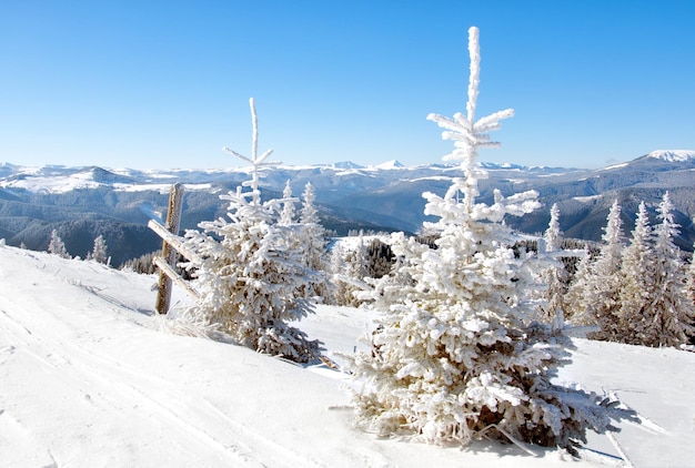 Paisagem de inverno com pinheiros cobertos de neve em primeiro plano