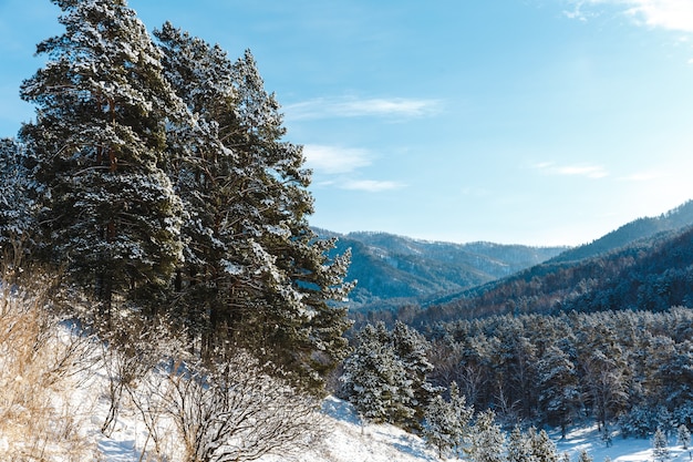 Paisagem de inverno com pinheiros e montanhas