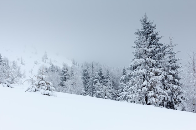 Paisagem de inverno com pinheiros nevados