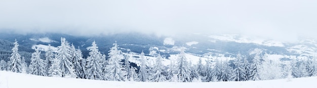 Paisagem de inverno com pinheiros nevados