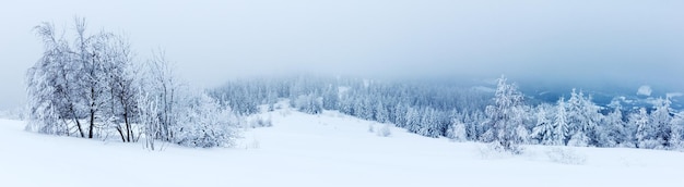 Paisagem de inverno com pinheiros nevados