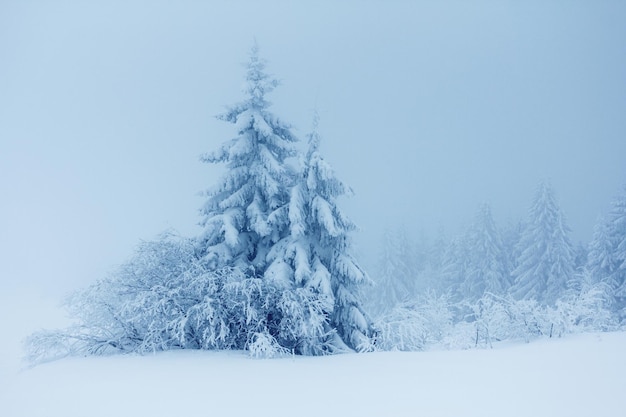 Paisagem de inverno com pinheiros nevados