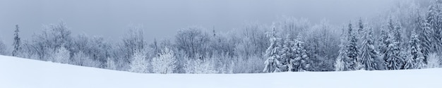 Paisagem de inverno com pinheiros nevados