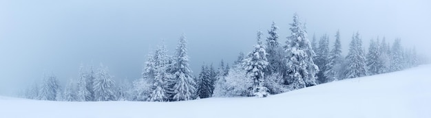 Paisagem de inverno com pinheiros nevados