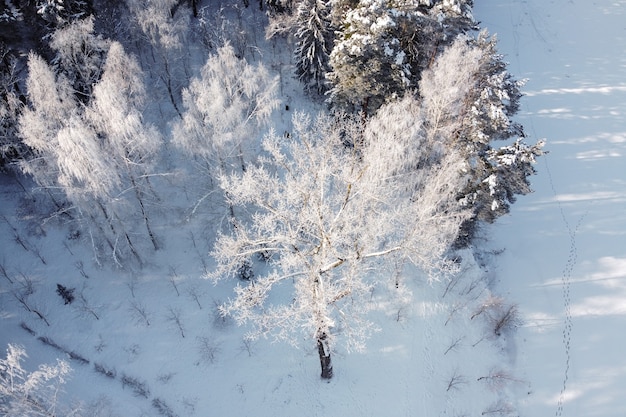 Paisagem de inverno com rio congelado e árvores cobertas pelo gelo, vista aérea