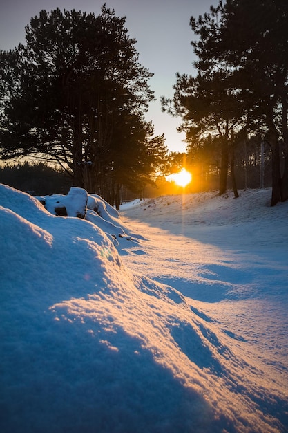 Paisagem de inverno com sol na floresta ao pôr do sol