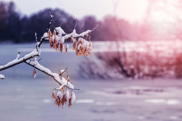 Paisagem de inverno com um galho de árvore coberto de neve perto do rio durante o pôr do sol