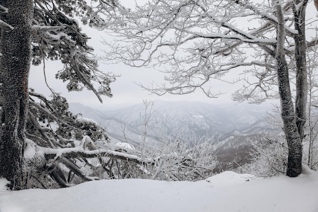 Paisagem de inverno com vista para a montanha em uma floresta coberta de neve